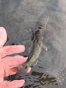 Catch and Release Brown Trout in PA